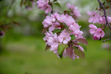 Obraz premium Apple tree in bloom, blooming garden, pink flowers and green grass