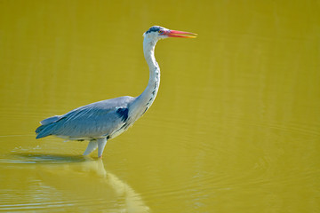 Grey heron (Ardea cinerea) of profile in water, in the Camargue is a natural region located south...