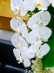 Stem of White Doritaenopsis Orchid Flowers or Phalaenopsis