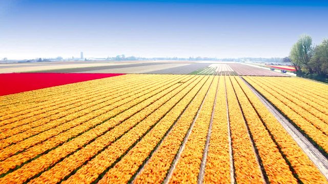 Aerial of beautiful colored tulip fields in the Netherlands, Flevopolder, in spring