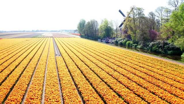 Aerial of beautiful colored tulip fields in the Netherlands, Flevopolder, in spring