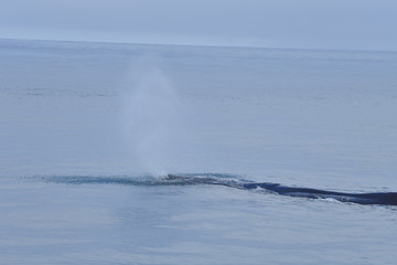 ニュージーランドのクジラ