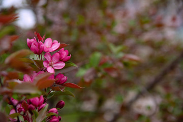 Fototapeta premium Apple tree in bloom, blooming garden, red and pink flowers, green leaves