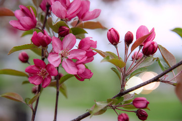 Apple tree in bloom, blooming garden, red and pink flowers, green leaves