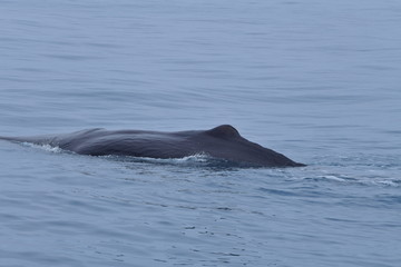 Fototapeta premium ニュージーランドのクジラ