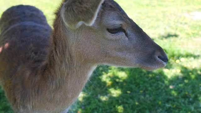 Close up portrait of young brown deer head, a hoofed ruminant mammal.