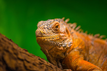 Reptil