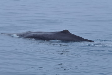 Fototapeta premium ニュージーランドのクジラ