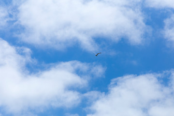 Gull in the blue sky