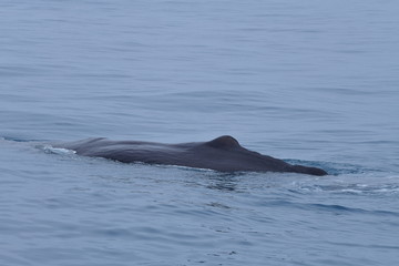 ニュージーランドのクジラ