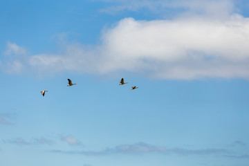 Gull in the blue sky