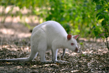 Albino Red-necked wallaby or wallaby of Bennett (Macropus rufogriseus) on a carpet of dead leaves © Christian Musat