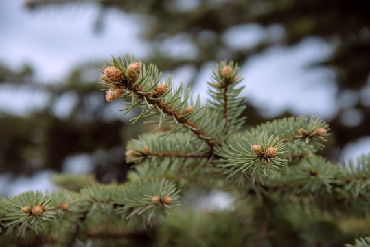 Green pine tree branches, closeup, needles and small cones