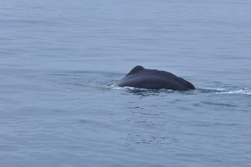 ニュージーランドのクジラ