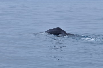 ニュージーランドのクジラ
