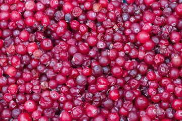 A lot of red cranberry berries collected in the forest