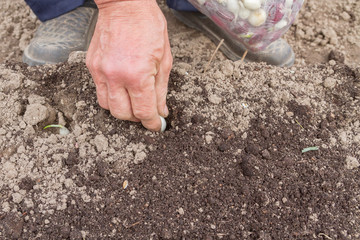 Planting bulbs in the spring in the country