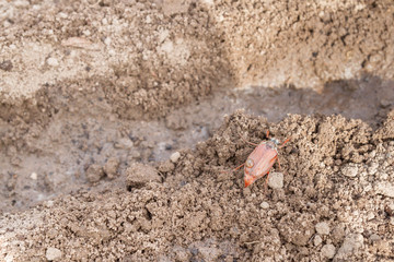 The may-bug sits on a ridge of land