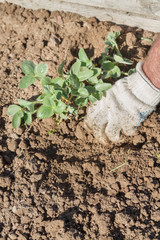 An elderly man transplants strawberries in the garden in the spring