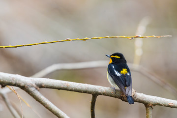 キビタキ雄(Narcissus Flycatcher)