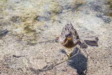 A duck swimming in Lago Ghedina, an alpine lake in Cortina D'Ampezzo, Dolomites, Italy