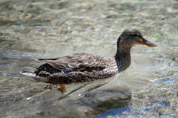 Two duck swimming in Lago Ghedina, an alpine lake in Cortina D'Ampezzo, Dolomites, Italy
