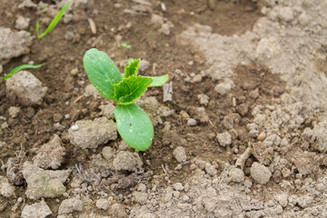 Seedlings cucumber sprout sprouts in the greenhouse in the summer