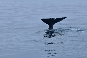 Fototapeta premium ニュージーランドのクジラ