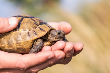 Greek tortoise in male hands