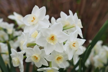 花　スイセン　春　茨城