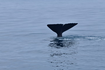 ニュージーランドのクジラ