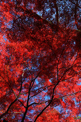 Looking up in the autumn forest
