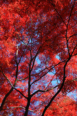 Looking up in the autumn forest