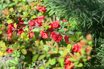 Red quince blooms