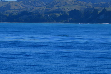 ニュージーランドのイルカ