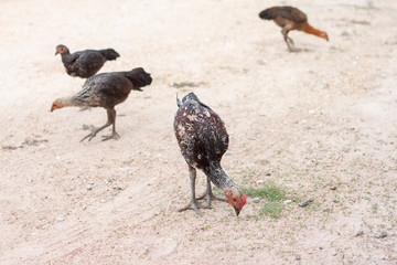 Chicken are looking and ferret for food on the ground naturally.