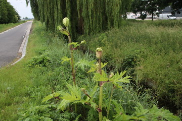 Hogweed plant along the side of the road in Moordrecht, the Netherlands