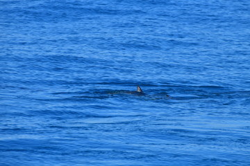 Obraz premium ニュージーランドのイルカ