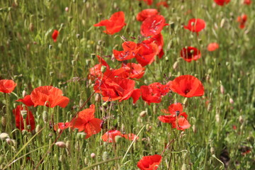 Red colored poppy flowers i the wild in Nieuwerkerk aan den IJssel