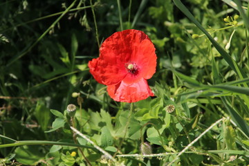 Red colored poppy flowers i the wild in Nieuwerkerk aan den IJssel