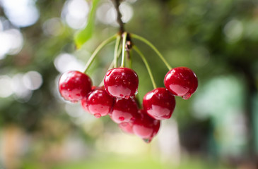 Sour cherries on orchard