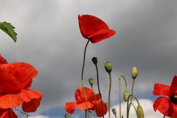 Red poppy flower with dark clouds in the sky as background.