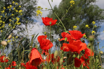 Red colored poppy flowers i the wild in Nieuwerkerk aan den IJssel