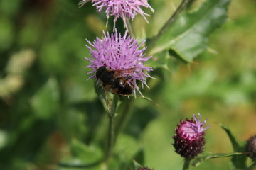 Purple blossom flower of wild thistle in public park
