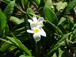 Dominicana. Flora. Fauna. Interesting places.