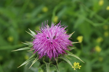 Purple blossom flower of wild thistle in public park