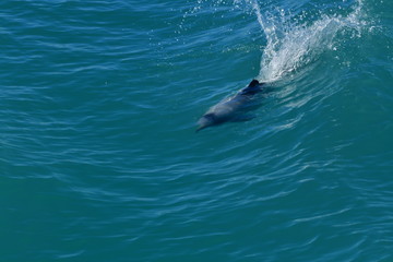 Fototapeta premium ニュージーランドのイルカ