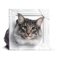 Adorable young Norwegian Forestcat, Laying with head through white photo frame. Looking curious at lens. Isolated on white background.
