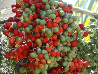 Dominicana. Flora. Fauna. Interesting places.