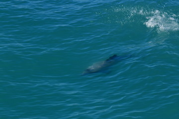 Naklejka premium ニュージーランドのイルカ